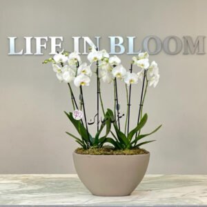 ORCHID PLANT - Large