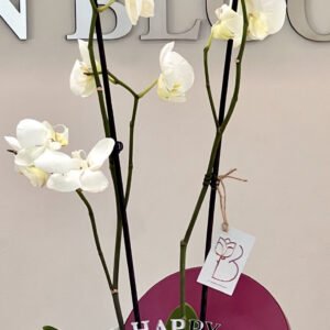 ORCHID PLANT - White